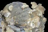 Fossil Pectin (Chesapecten) Cluster - Virginia #67742-4